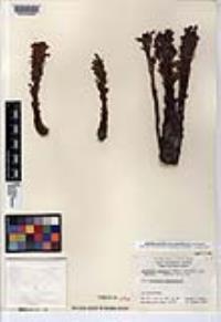 Aphyllon parishii image