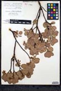 Arctostaphylos patula image