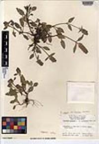 Prunella vulgaris subsp. lanceolata image