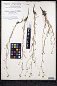 Cryptantha martirensis image