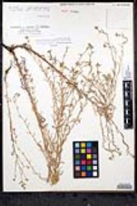 Cryptantha martirensis image