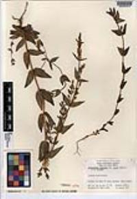 Gentianella amarella subsp. acuta image
