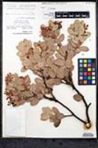 Arctostaphylos pringlei subsp. pringlei image