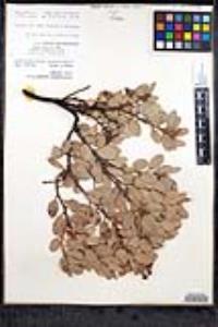 Arctostaphylos pringlei subsp. pringlei image