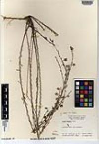 Linum lewisii image