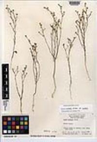 Linum australe var. australe image