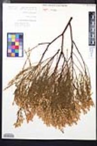 Adenostoma sparsifolium image