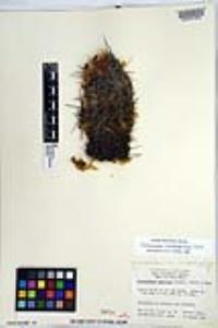 Echinocereus mombergerianus image