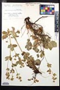 Drymocallis glandulosa var. reflexa image