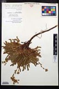 Horkelia clevelandii image