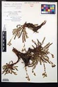 Horkelia clevelandii image