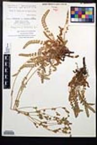 Horkelia clevelandii image