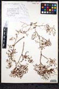 Eriogonum galioides image