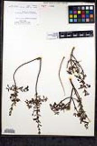 Keckiella ternata image