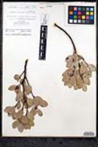 Arctostaphylos peninsularis image