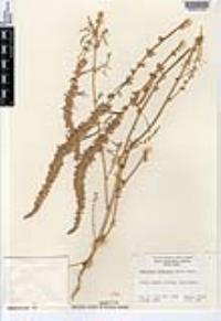Amaranthus fimbriatus image