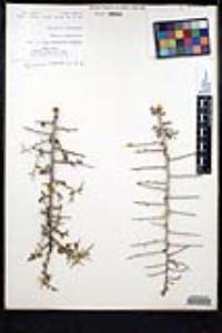 Sarcomphalus obtusifolius var. canescens image
