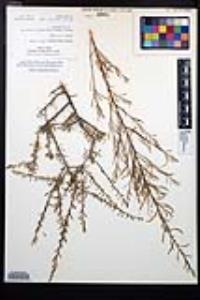 Prunus fasciculata var. fasciculata image