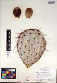 Opuntia phaeacantha image