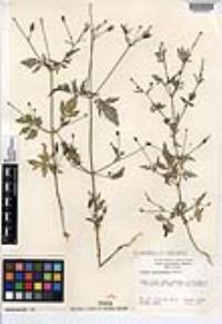 Bidens leptocephala image