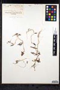 Ranunculus aquatilis var. diffusus image