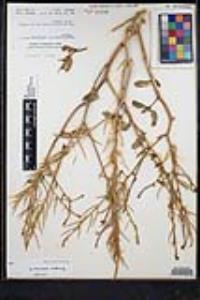 Sinapis arvensis image