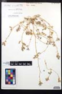Tribulus terrestris image