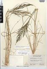 Leptochloa fusca image