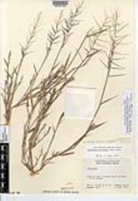 Leptochloa panicea subsp. brachiata image