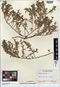 Atriplex semibaccata image