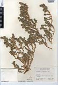 Amaranthus blitoides image