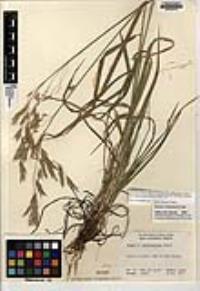 Bromus ciliatus var. richardsonii image