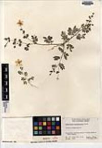 Kallstroemia peninsularis image