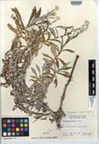 Pseudognaphalium biolettii image