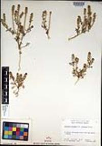 Lepidium oblongum image