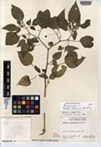 Physalis pubescens var. integrifolia image