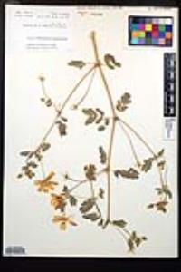 Kallstroemia peninsularis image
