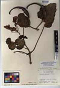 Proboscidea parviflora subsp. parviflora image