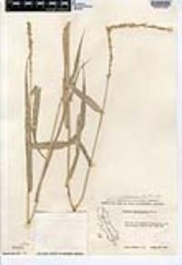 Setaria macrostachya image