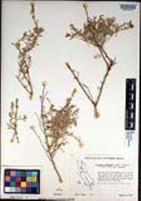 Atriplex linearis image