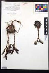 Dudleya cultrata image