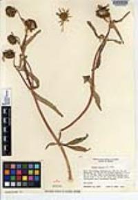 Bidens laevis image