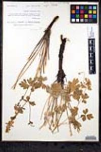 Aquilegia formosa image