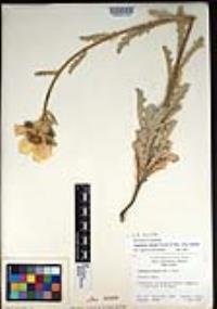 Argemone munita image