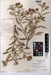 Solanum elaeagnifolium image
