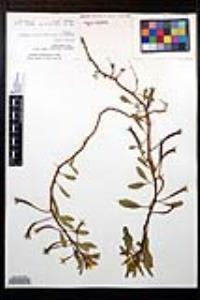 Ludwigia peploides subsp. peploides image