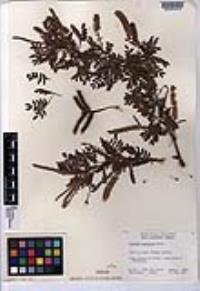 Prosopis pubescens image