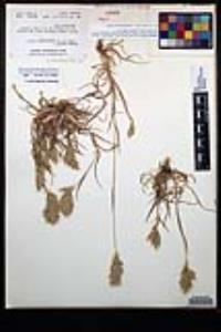 Bromus hordeaceus image