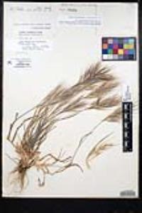 Bromus rubens image
