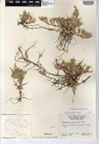 Muhlenbergia repens image